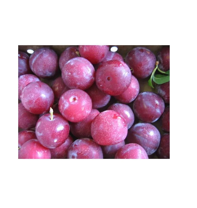 Оптовая продажа лучшее качество свежая слива для продажи по низкой