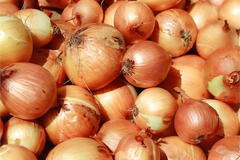 Supplying Fresh big onion red/yellow/white onion from Vietnam with top quality _Vikafoods (WhatsApp/Wechat: + 84 983 028 718)