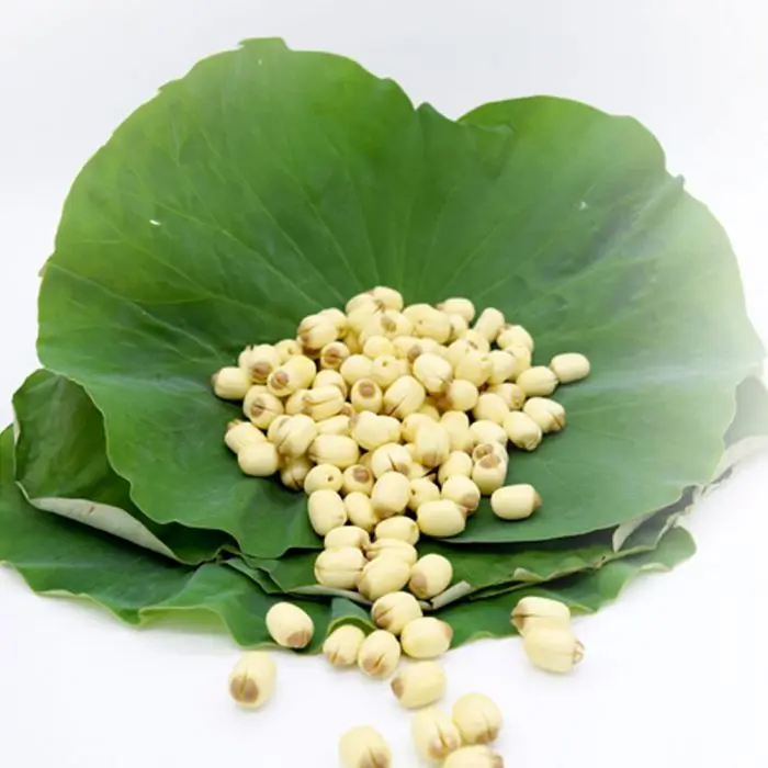 [HOT DEAL 2023] -- LOTUS SEED - TOP QUALITY & BEST PRICE from VIETNAM WHOLESALE 2023