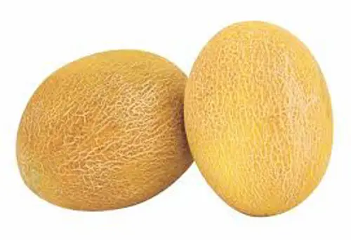 FRESH HOT CAKE Sweet melon for Export 2021