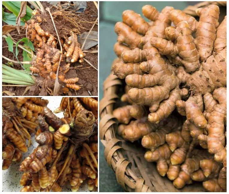 Хорошая цена высокое качество свежести сушеный порошок куркума Ms Sofia + 84 789 946 878