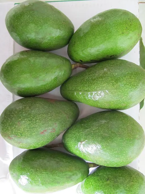 
HIGH QUALITY NEWEST CROP FRESH AVOCADO DAKLAK VARIETY 