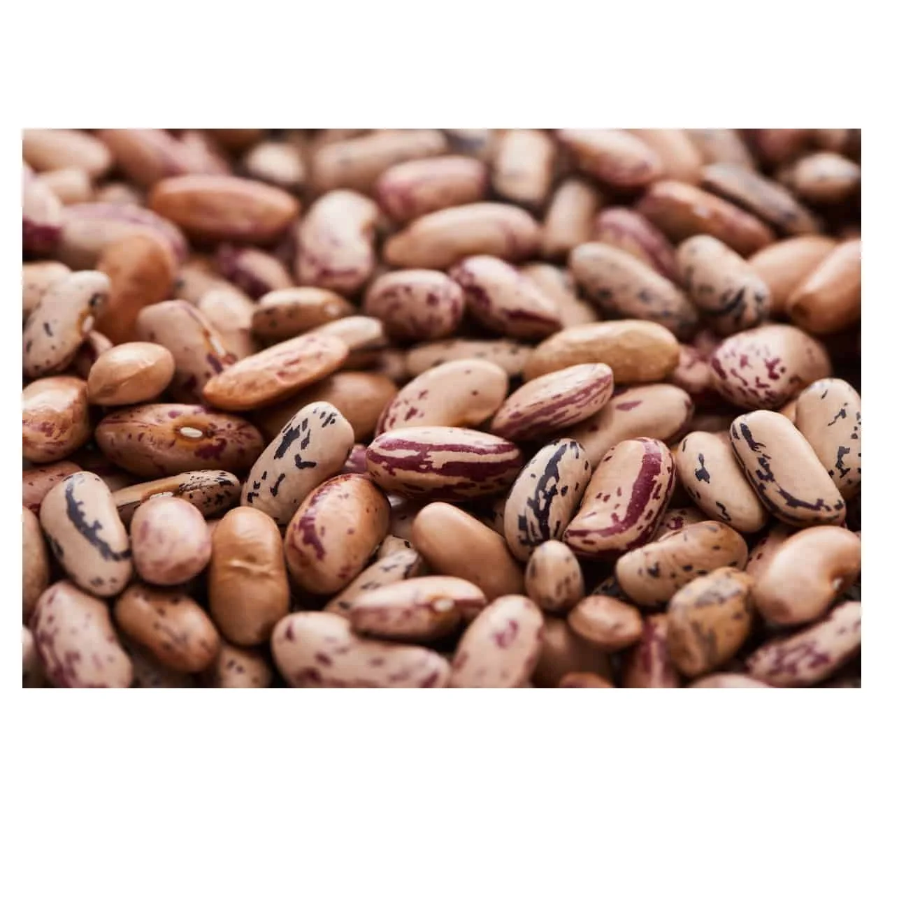 
Pinto Beans best price Wholesale supplier 