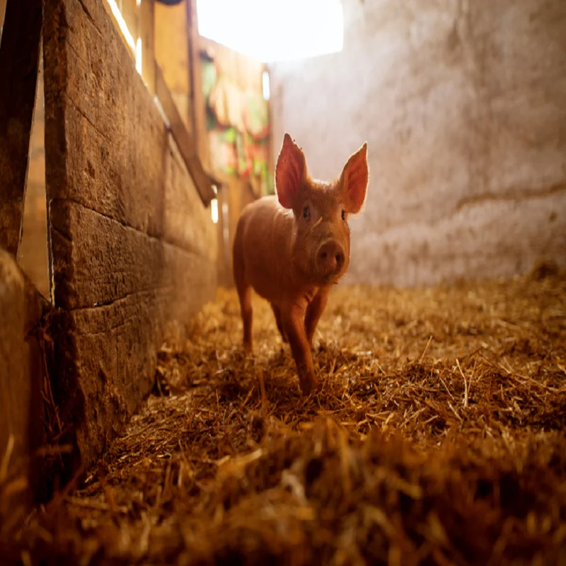 
Бета-глюканаза для питательной промышленности 