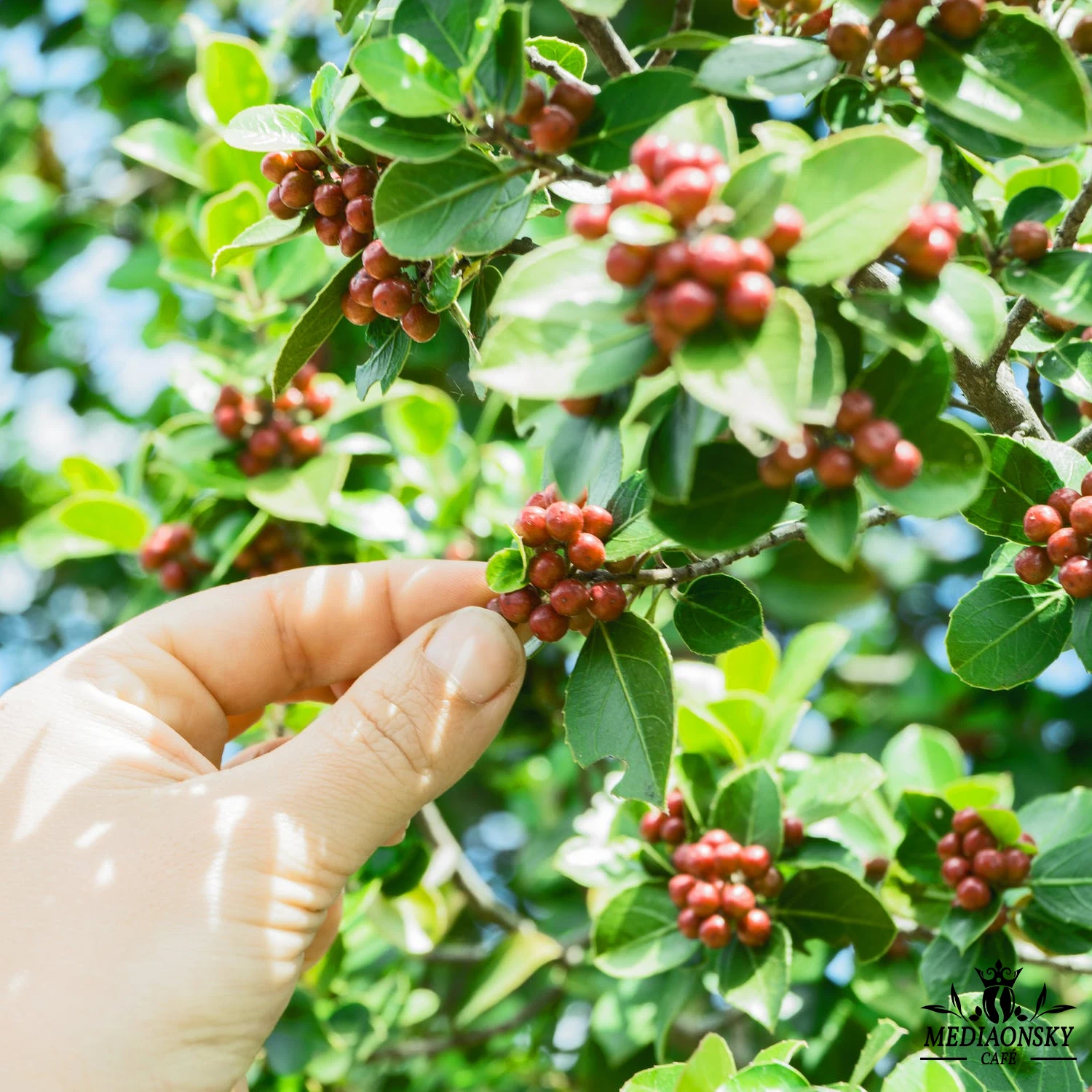 
2021 Premium Espresso Coffee Blend - 250g Arabica Blend 1016 - Whole Arabica Coffee Beans - MEDIAONSKY CAFE 