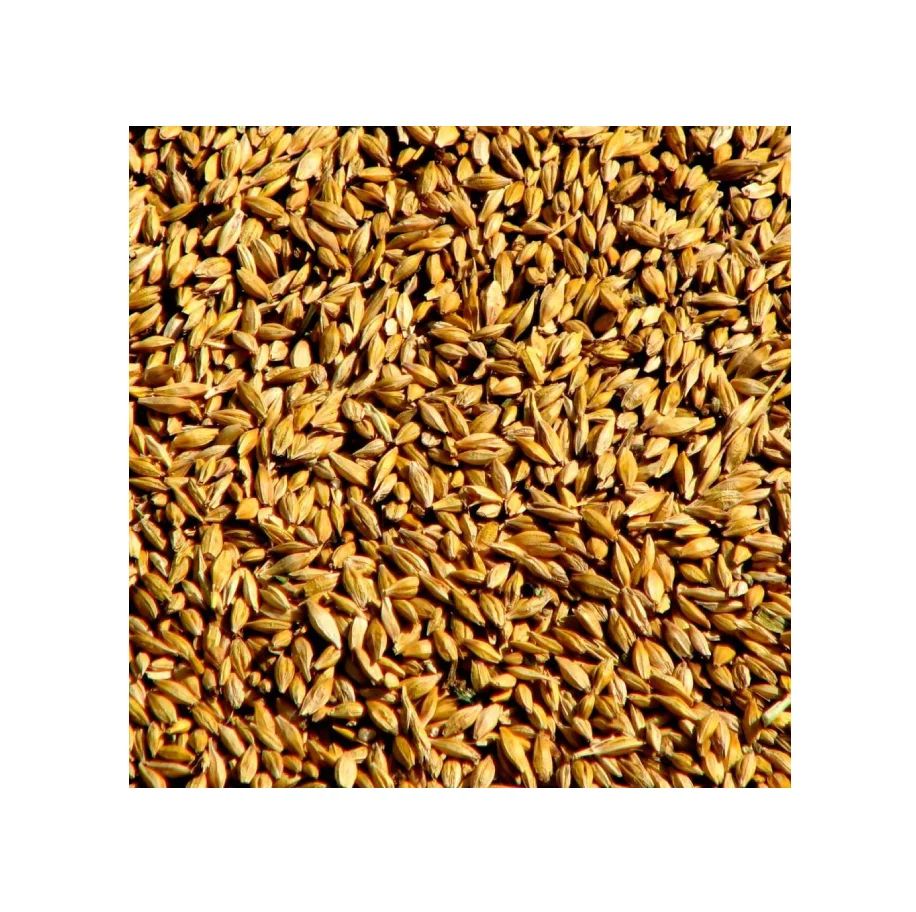 Wholesale Price Rye Grains Available for Sale Bulk Quantity