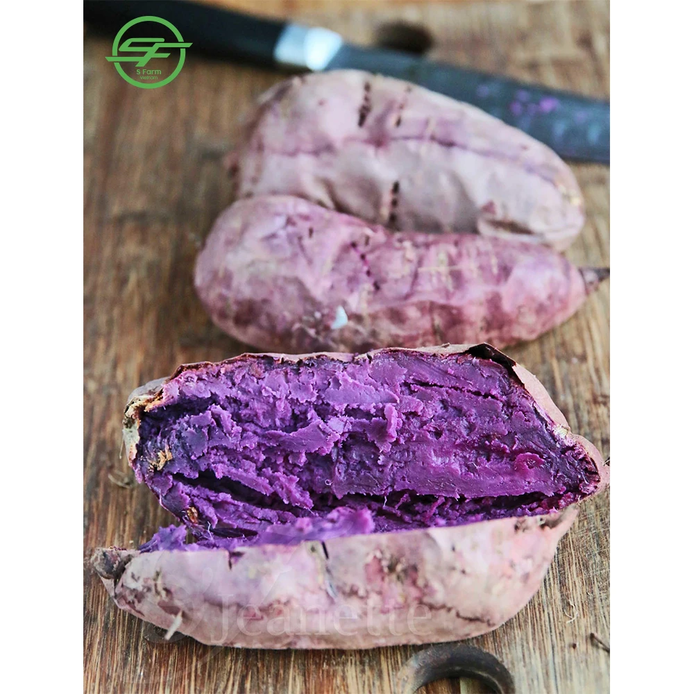 High quality sweet potato / japanese purple sweet potato type from Vietnam (Whatsapp/zalo/wechat: +84 912 964 858)