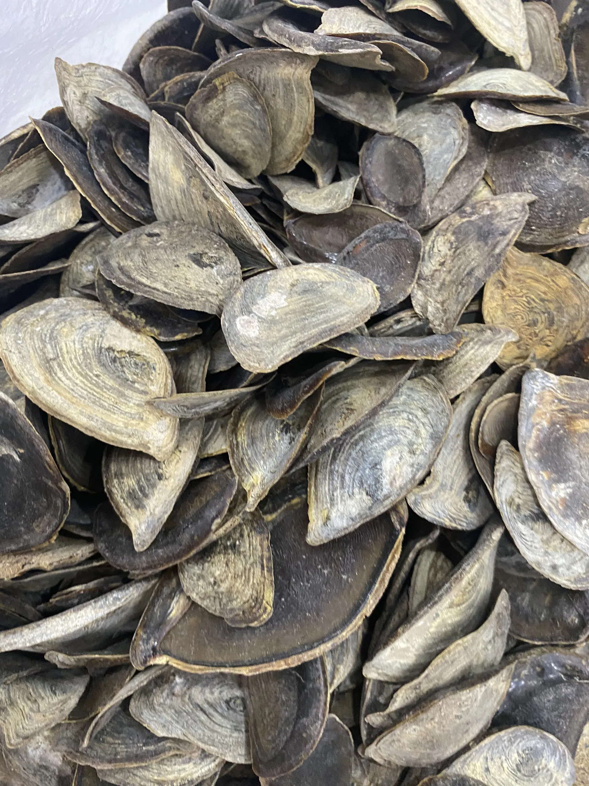 Лидер продаж улитка сушеные ракушки/ракушки CHICOREUS RAMOSUS RAMOSE MUREX OPERCULUM