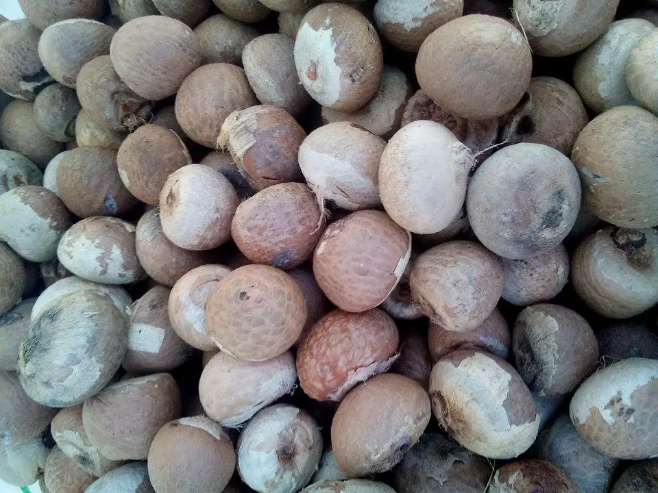 Сушеные цельные орехи BETEL/орехи ARECA из Вьетнама, низкая цена (Kaylin + 84 817092069), 99 золотых данных