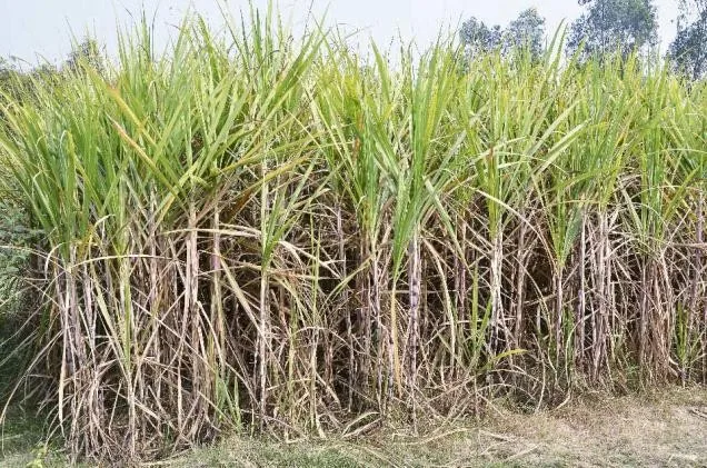 MSDM Sugarcane Molasses (Brix Min 75%) With Feed Grade 250KG Drums From Vietnam Gold Supplier