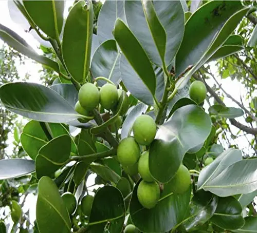  Лидер продаж высокое качество органическое натуральное масло табану 100% чистый холодный пресс вьетнамское производство оптовая продажа увлажнение