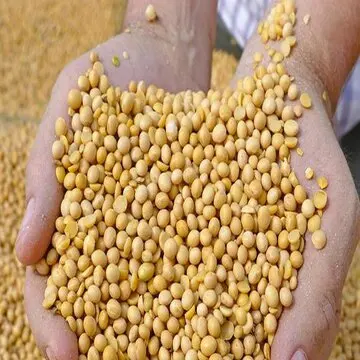 Bulk Best Quality  Guar seed for international market