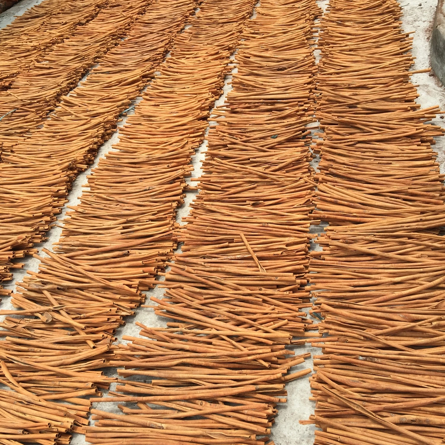 Sai Gon Long Stick Dalchini / Cassia Cinnamon From Viet Nam