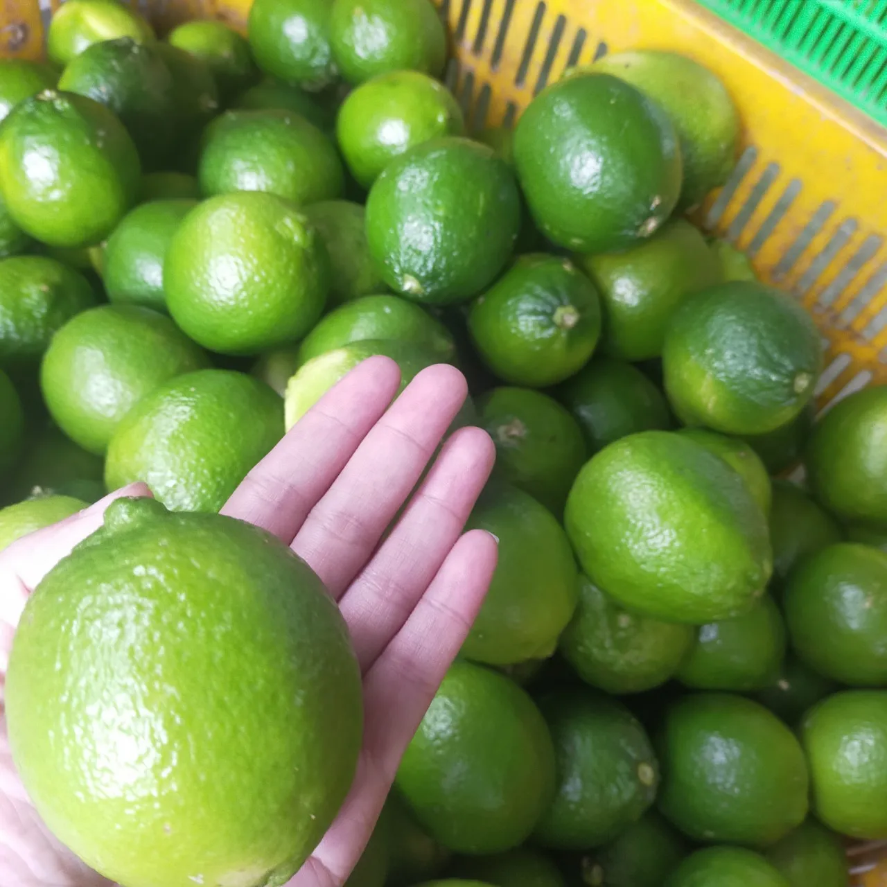 Fresh Seedless Lime from Vietnam Cheap Price FRESH SEEDLESS Wholesale GREEN LEMON Raw Origin for SALE