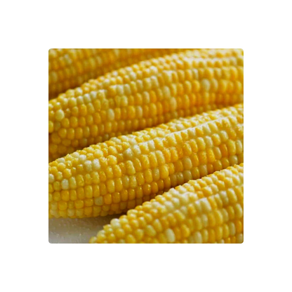 2021 распродажа, кукуруза, 100% натуральная свежая качественная кукуруза, поставщик из Индии