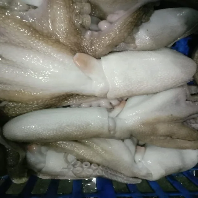 TOP QUALITY FROZEN ROUGH SKIN OCTOPUS WHOLE FROM INDIA
