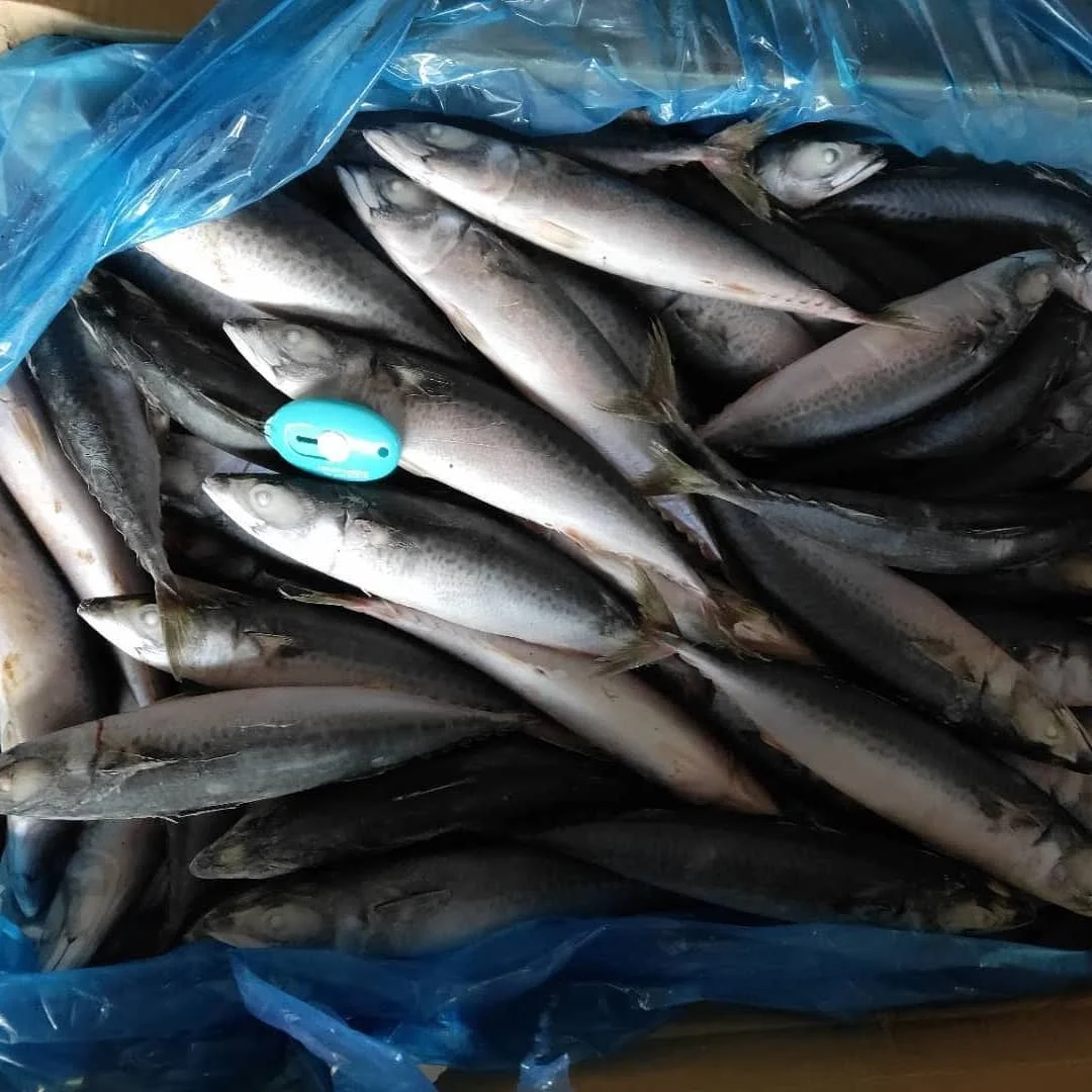 Frozen Pacific Mackerel Fish Size 500G In Prices For Sale Pcs