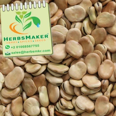 (BROAD BEANS) NEW CROP HIGH QUALITY EGYPTIAN SORTEX CONVENTIONAL AND ORGANIC VERY COMPETITIVE PRICE