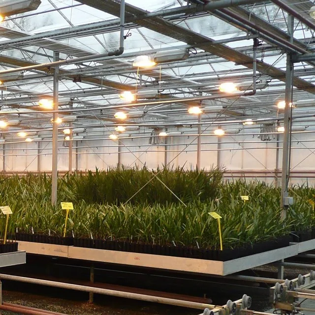 Quick Yielding Tissue Culture Seedlings Agri-Horti