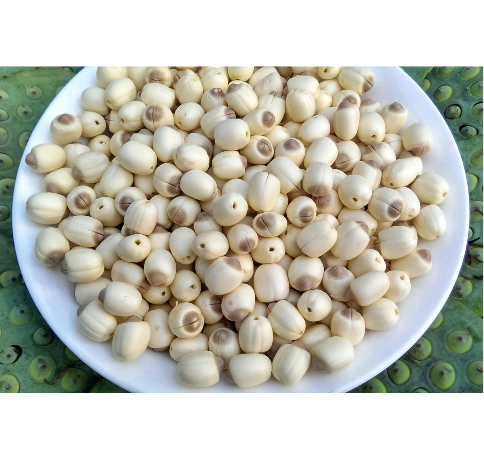 LOTUS SEED - 100% Organic Lotus seeds from Viet Nam Supplier Export Wholesale Agricultural Newest crop Best Quality
