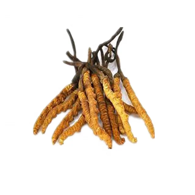 Manufacturer Supply EU and NOP Organic Cordyceps Militaris Extract powder