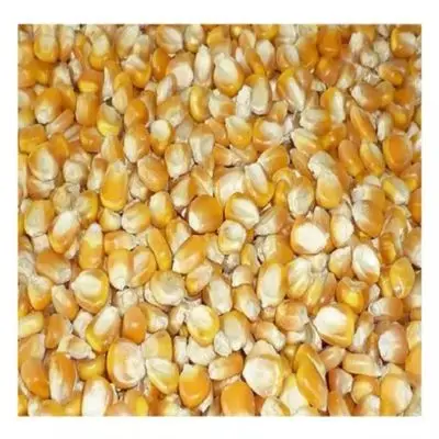 100% Dried Yellow Corn for Animal Feed