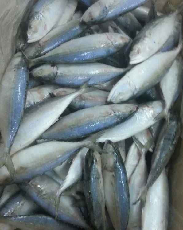 HIGH QUALITY - INDIAN MACKEREL