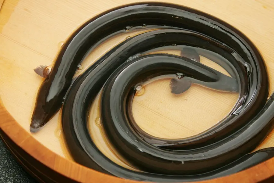  Свежая рыба с суши и сашими из морепродуктов Угорь (Unagi) Японская еда белая