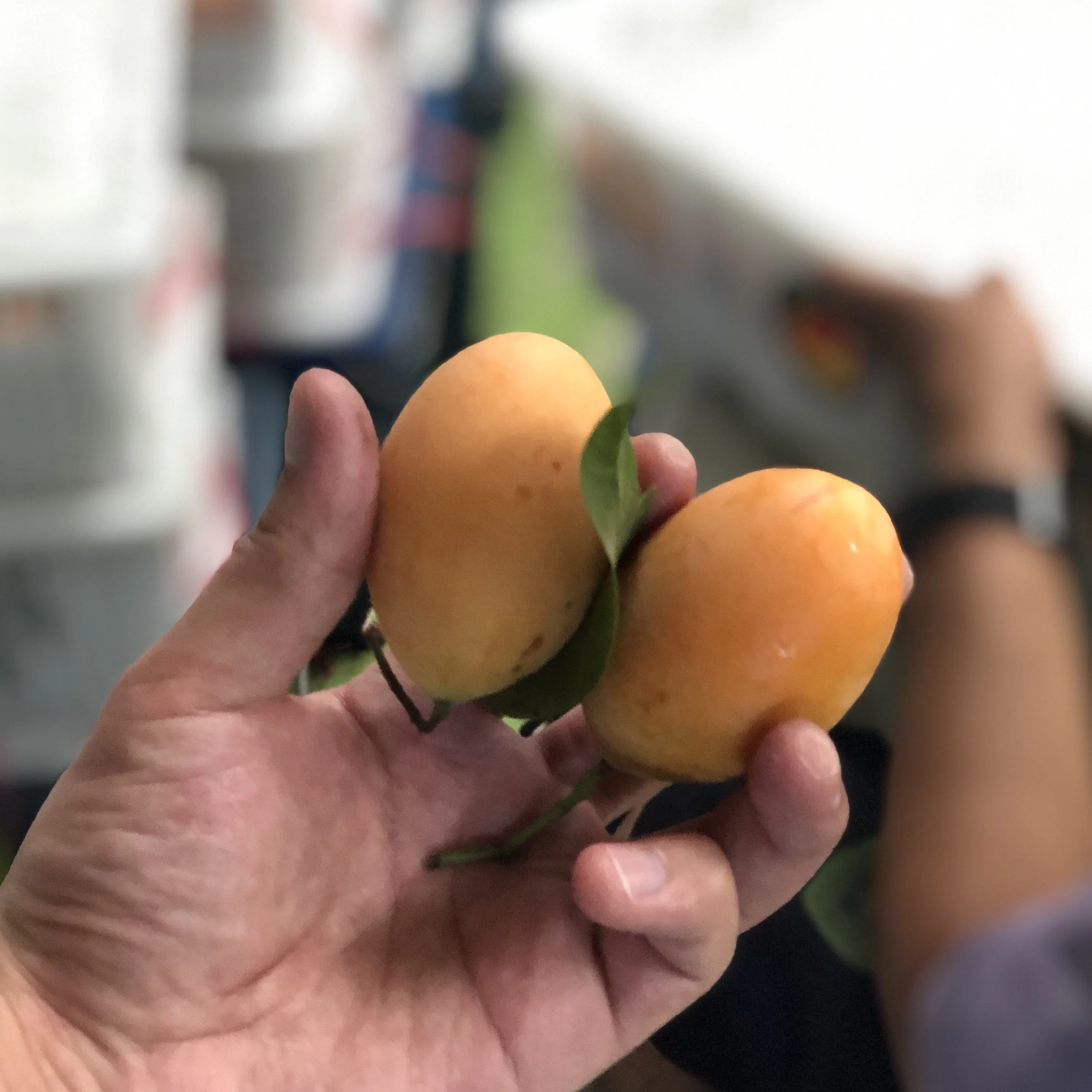 High Quality EWC Brand Thailand Fresh Sherry Mango/ Marian Plum With Small Seeds