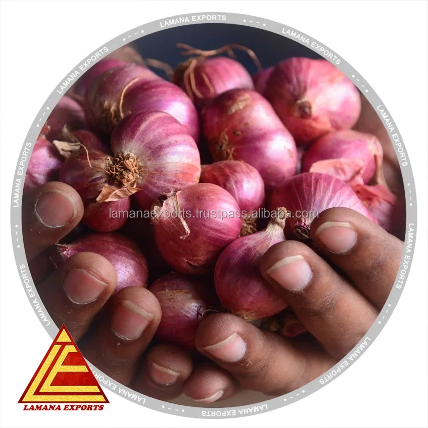 Indian Podisu New Crop for Export Malaysia Singapore