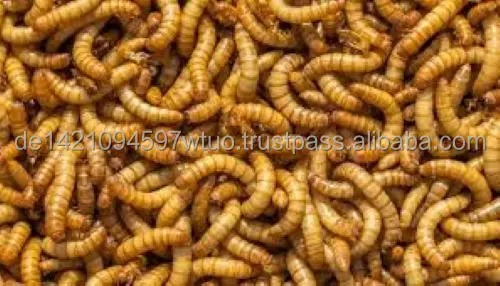 Натуральные Сушеные черви Mealworm специально для ваших домашних