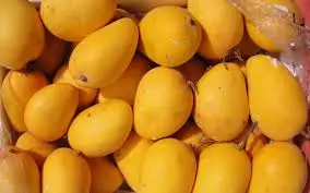 Egyptian Mango for Export 1