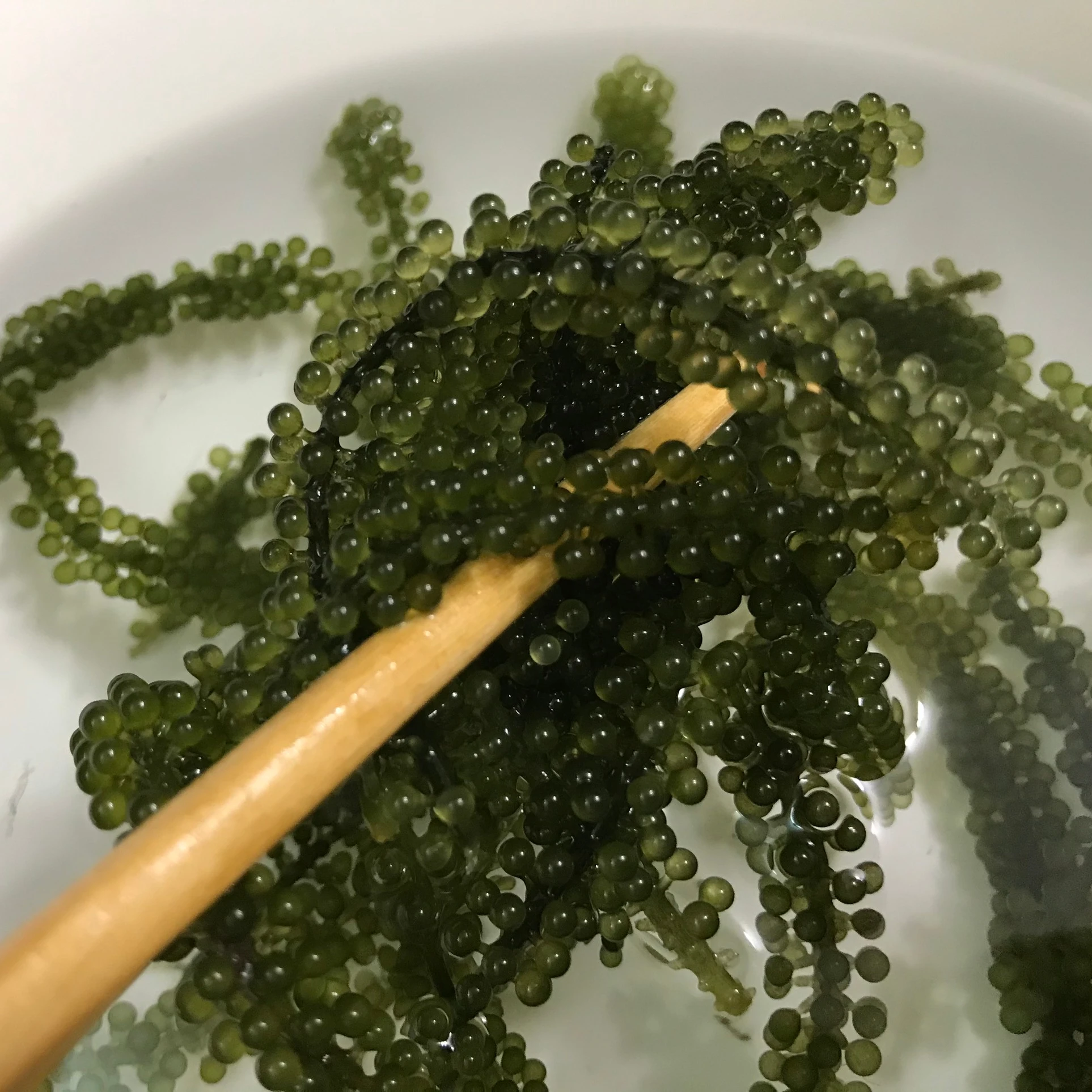 
DEHYDRATED SEAGRAPES IN VIETNAM 2020 