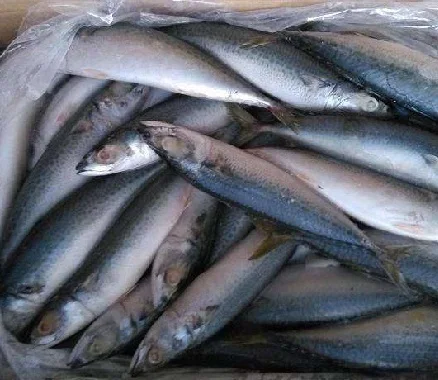 Pure Frozen Horse Mackerel Fish