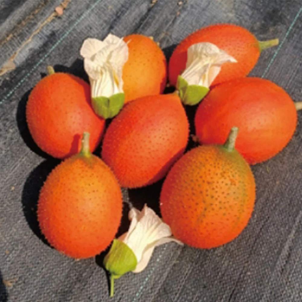 Maintain Intestinal Health Gac Seeds Lutein Esters