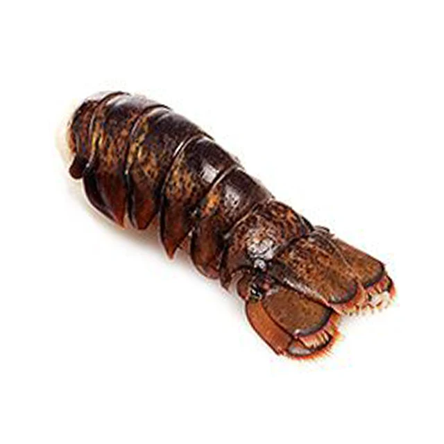  chinese spiny lobster (panulirus stimpsoni)