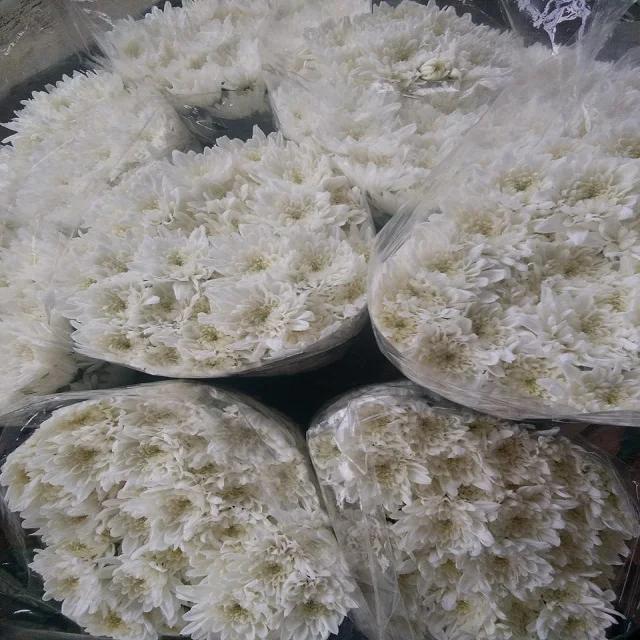 Fresh Chrysanthemums Cut Flower