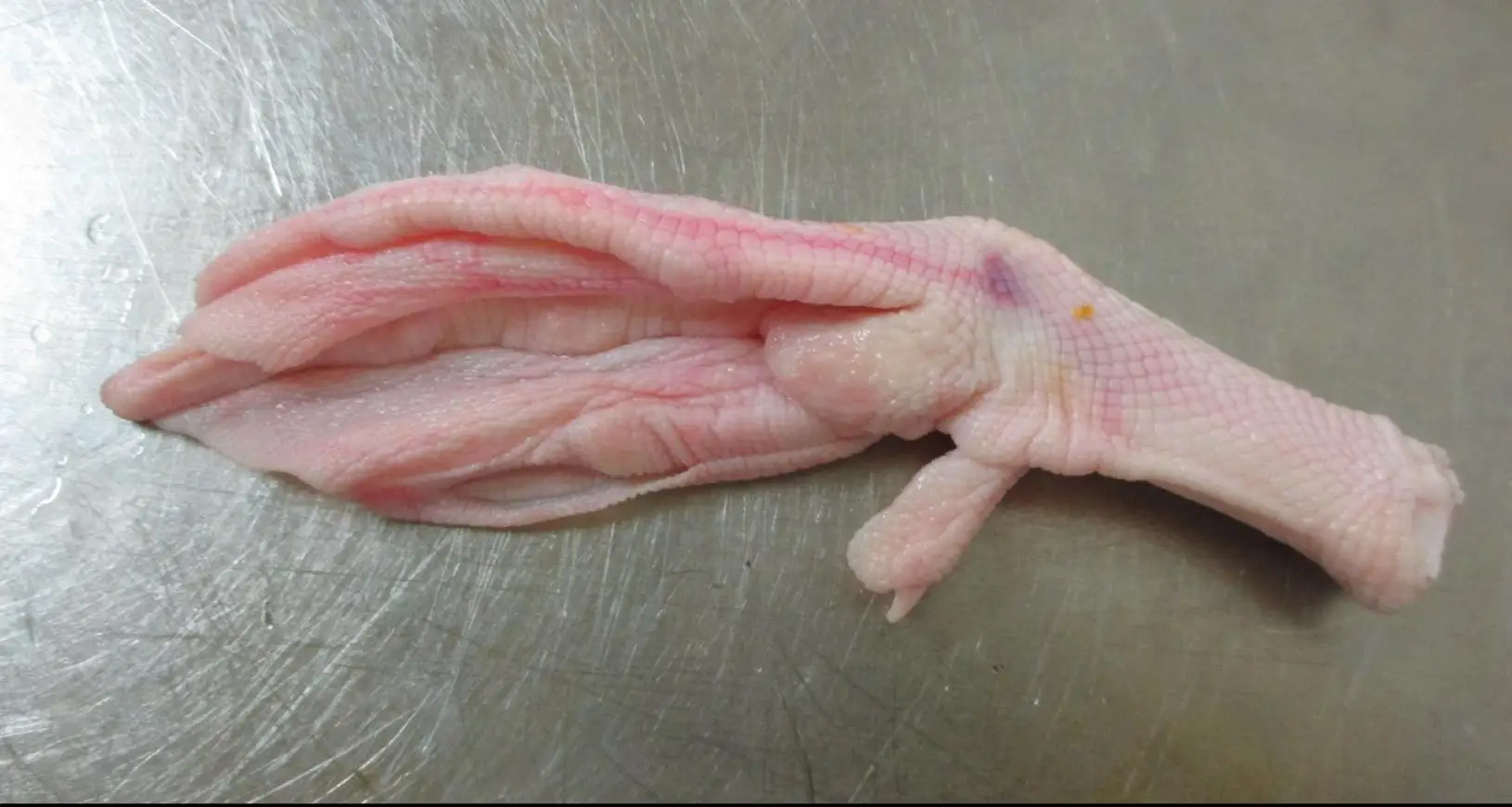 Frozen   Duck Feet  for Export To Cambodia