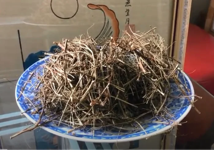 Оптовая продажа phyllanthus amarus schum et thonn / IVY + 84977157110