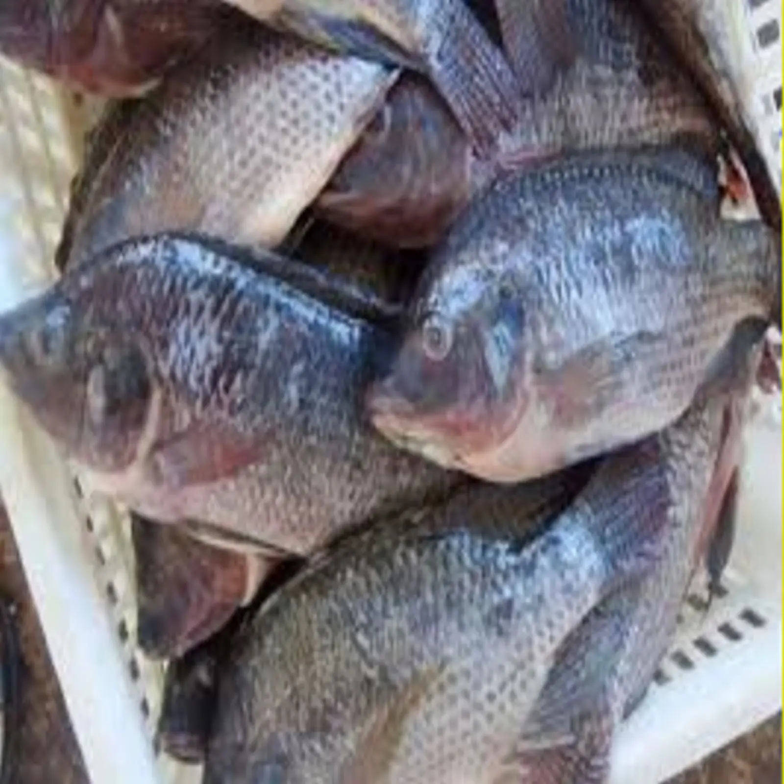 Company Price frozen fish nile perch barramundi/ Fresh Frozen Tilapia Whole Round Black Tilapia Fish