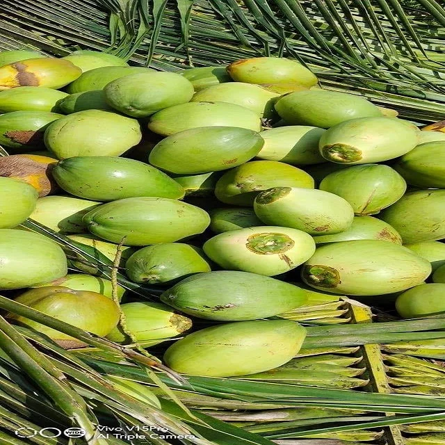 
Premium Organic Ukraine, Raw, Coconut Water With Aloe Vera Pulp The Vegan-Fruits 350 Ml 