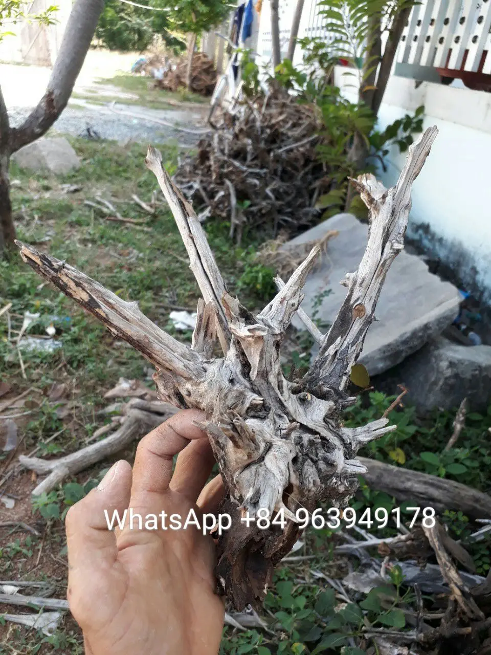 Ландшафтный дизайн аквариума с корягами из натуральной коряги WhatsApp + 84 963 949 178
