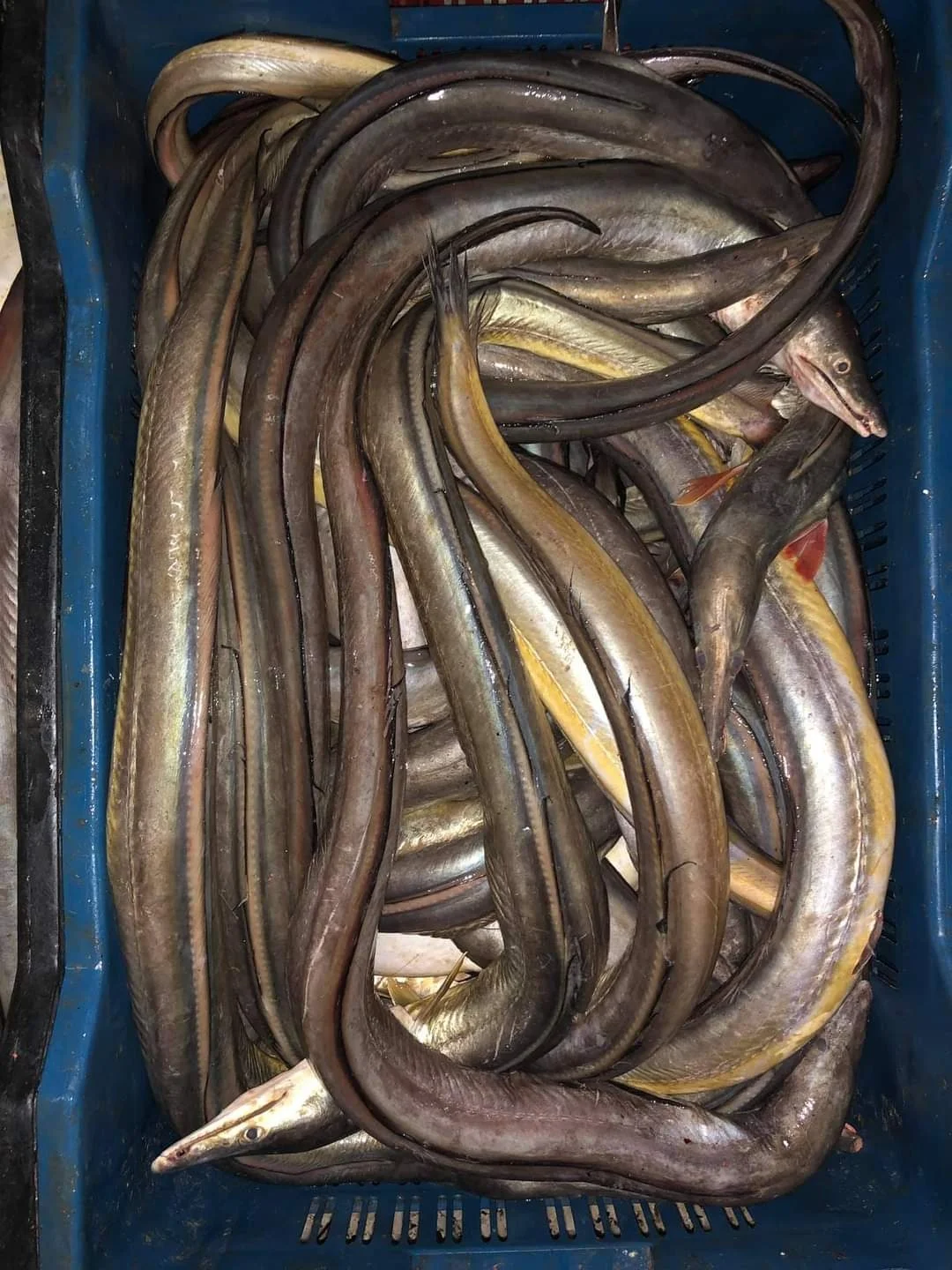 Yellow  Eel  Fish Fresh Master Seafood Hot Sale Premium Quality Bangladeshi Origin  Size 3KG to 10KG gutted Conger Eel