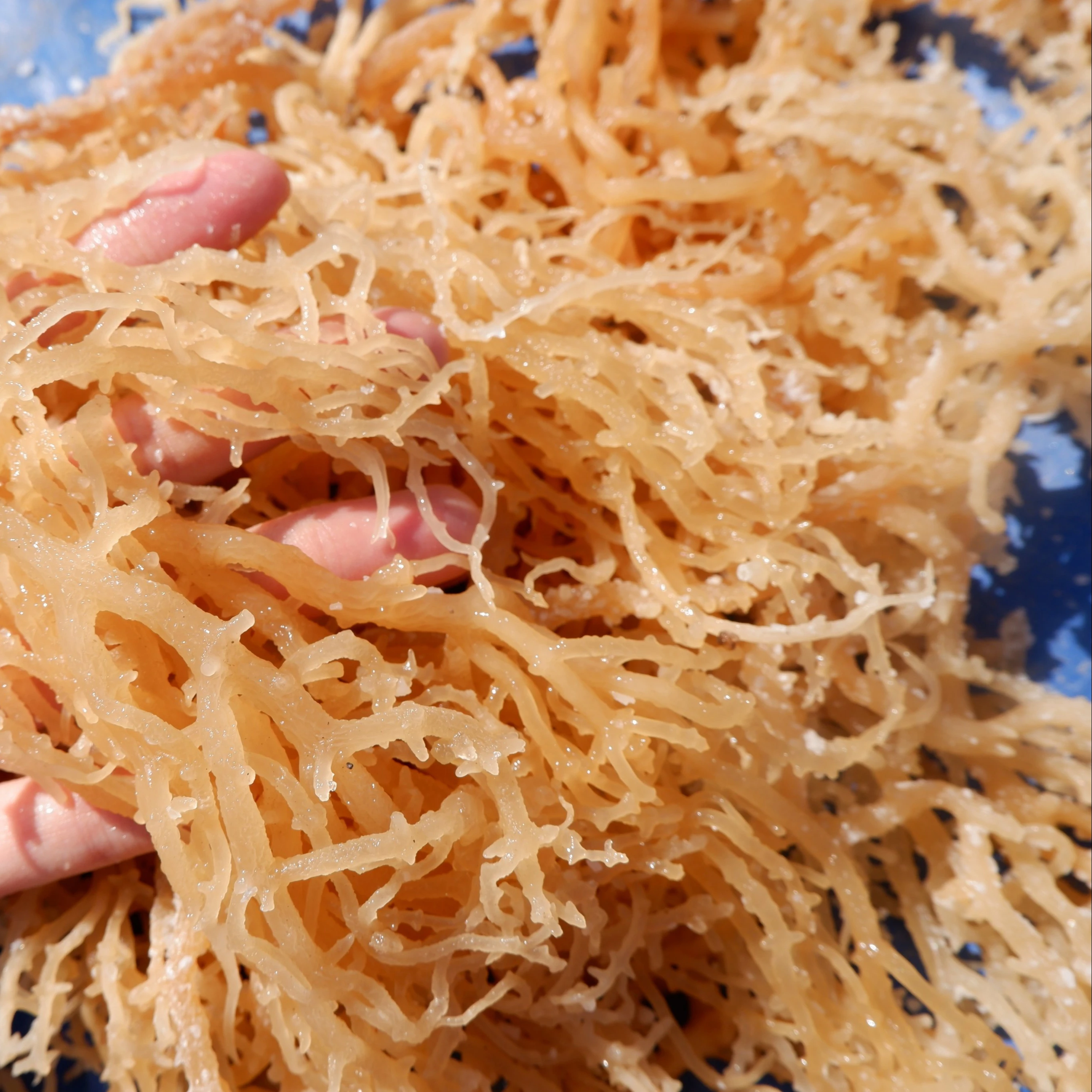 WHOLESALER SEA MOSS GUMMIES HIGH NUTRIENT - VITAMIN GUMMIES