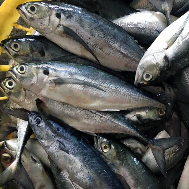 Frozen Scad Fresh Fish