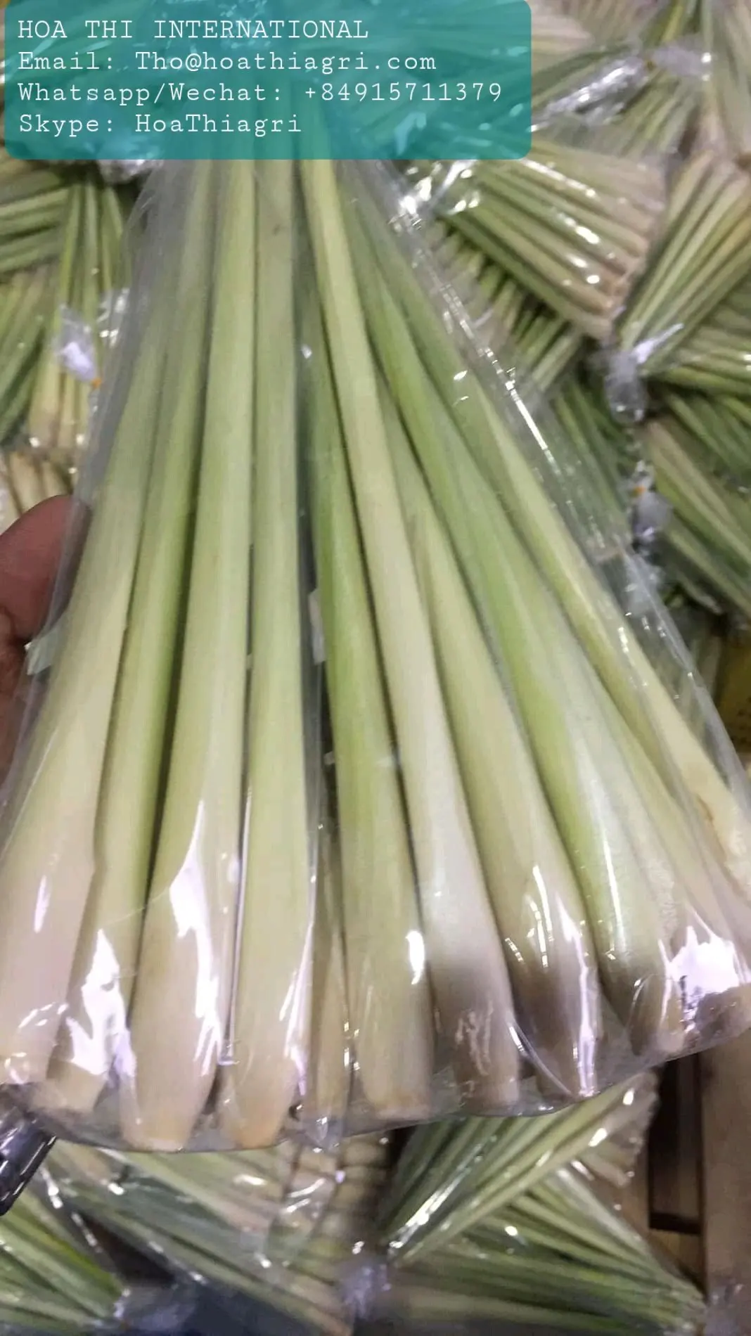 6 Months Shell Life Raw Processing Type Natural Green Stick Shape 6 Months Shell Life  Fresh Lemongrass