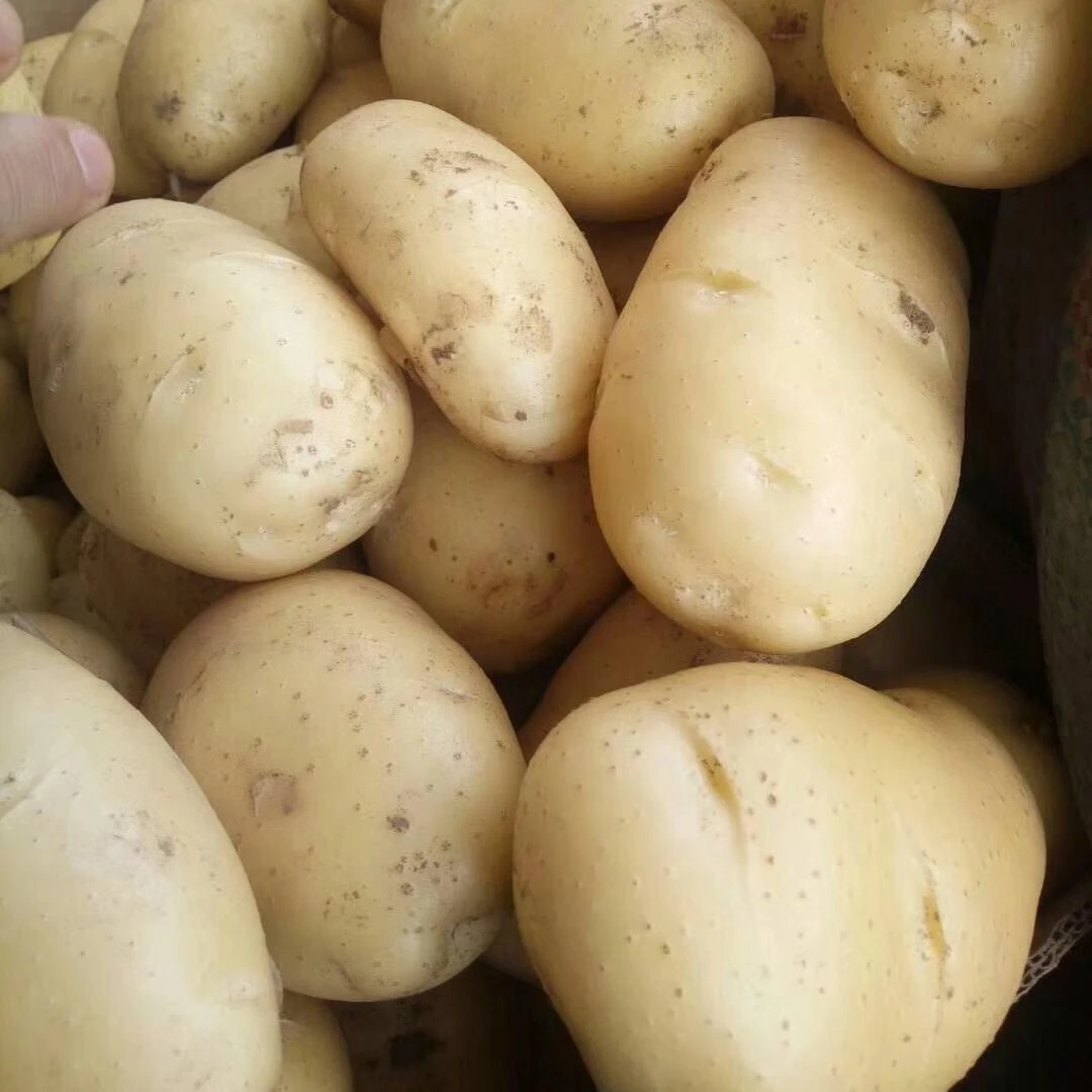 Quality Fresh Potato at Wholesale Price