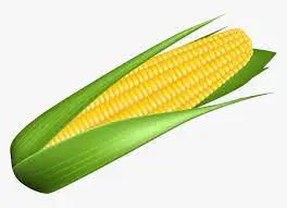 Good Quality Fresh Corn