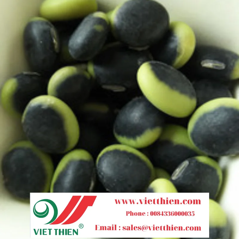 
Black bean with green yolk grown in Vietnam is a cheap quality food that brings golden health and cures many diseases 