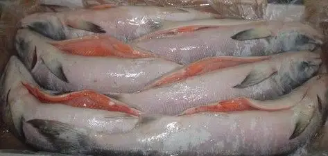 Frozen salmon fish